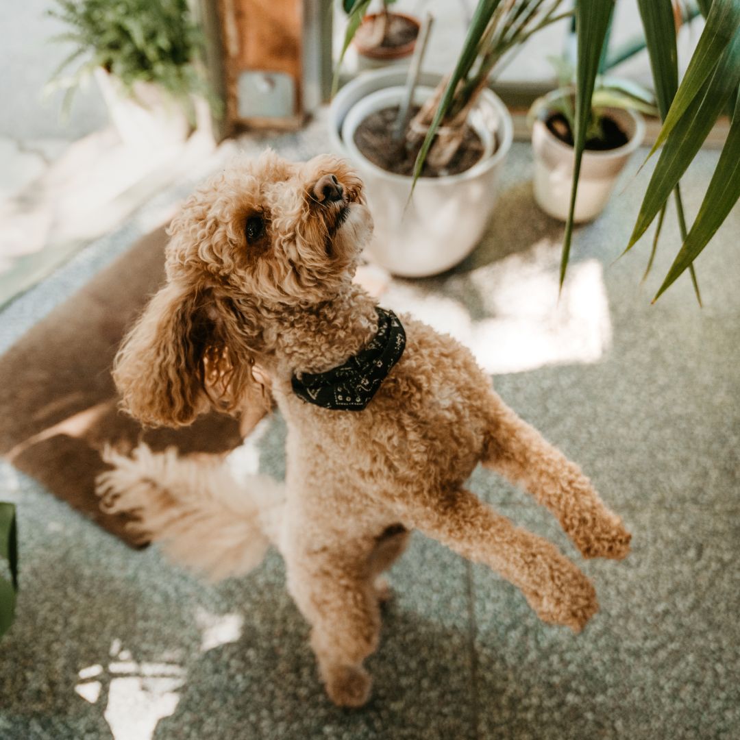 Activities in Metro Manila to Enjoy with Your Pet - Toto and George