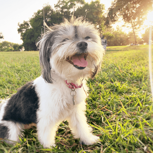 Exploring Dog Parks and Playgrounds in Metro Manila - Toto and George