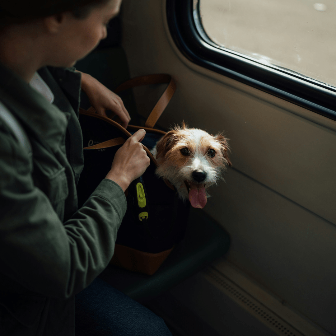 The Versatile Uses of Pet Carriers - Toto and George