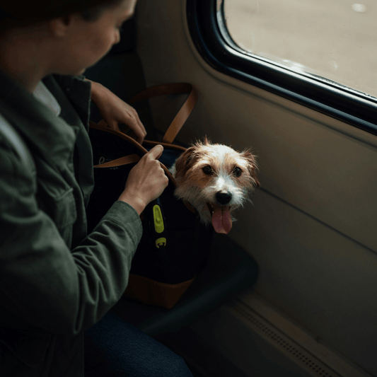 The Versatile Uses of Pet Carriers - Toto and George