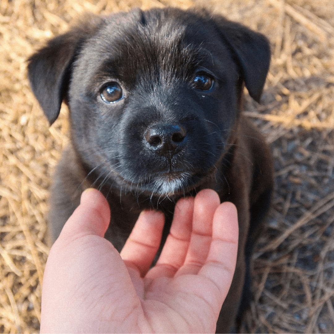 Training Your Dog for Comfortable Carrier Situations - Toto and George