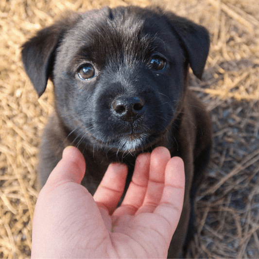 Training Your Dog for Comfortable Carrier Situations - Toto and George