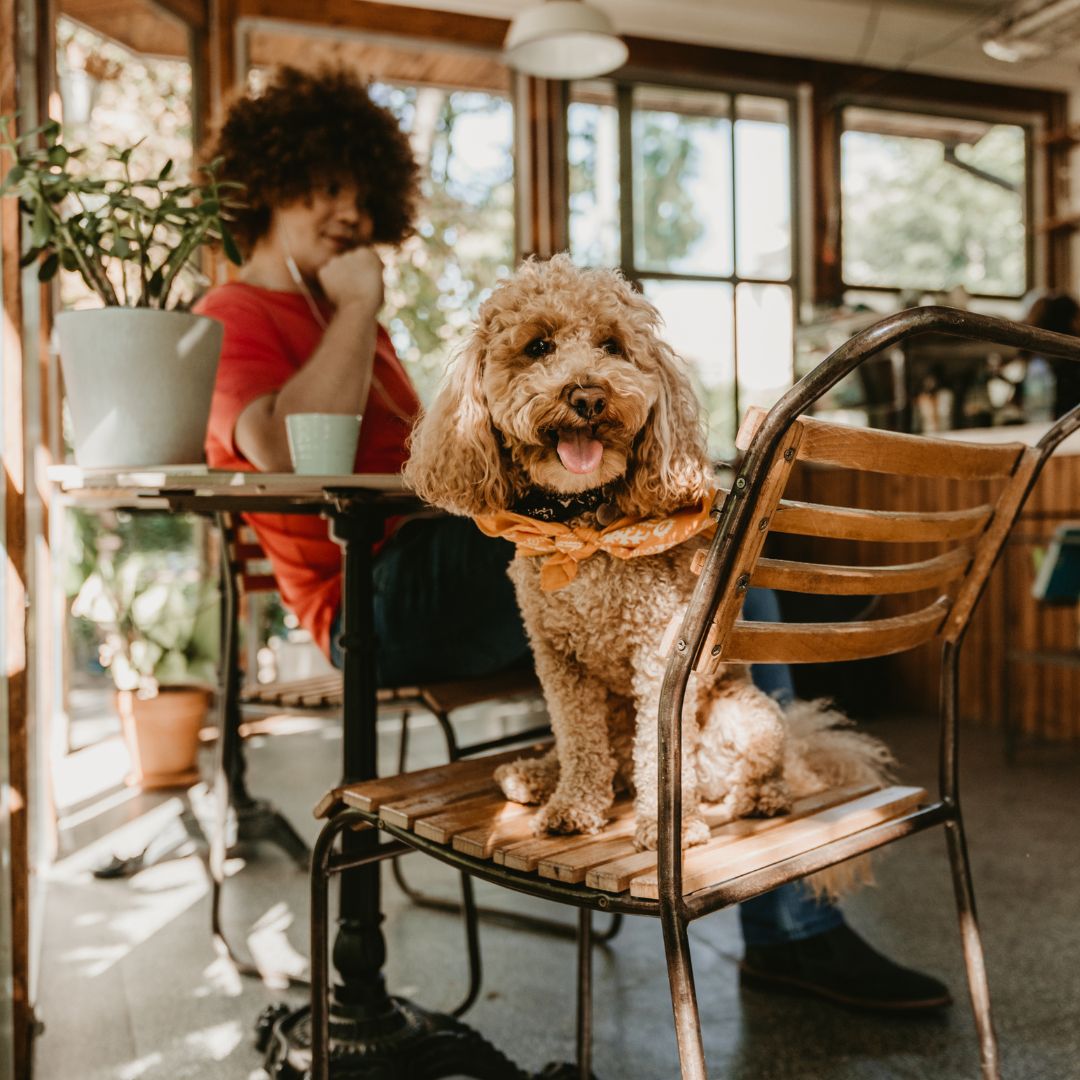 A Guide to Pet-Friendly Cafes and Restaurants in Metro Manila - Toto and George