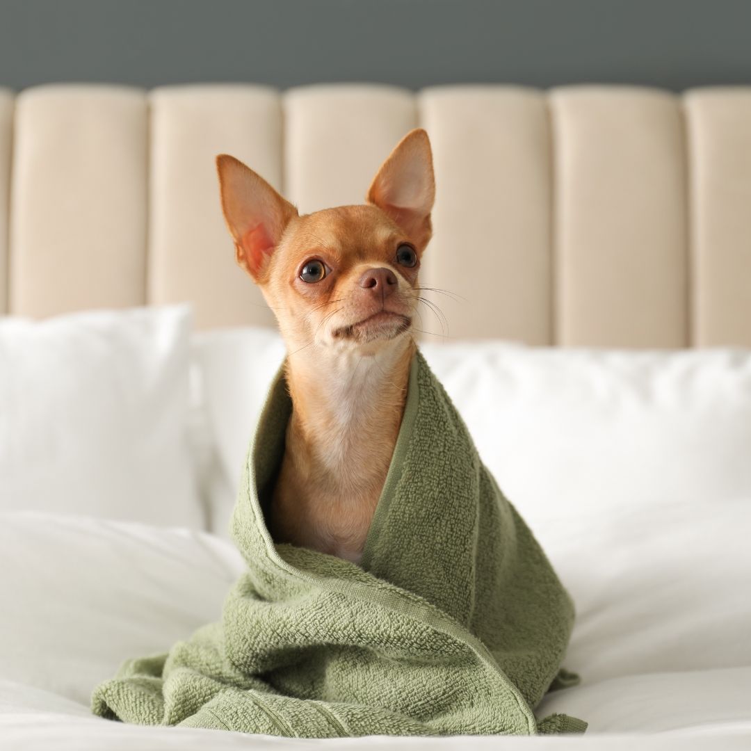 Pet-Friendly Hotels in Metro Manila for Pawsome Staycations - Toto and George