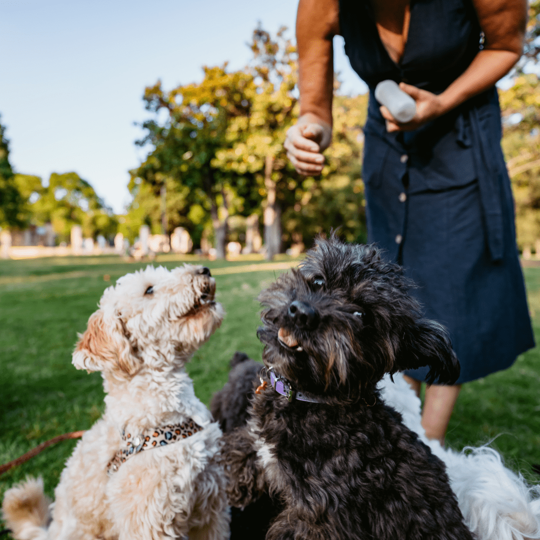 Tips For A Fun Day Out With Your Pet - Toto and George